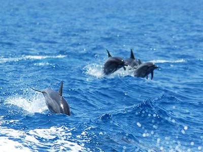 Key West Dolphin Snorkeling Trip Key West Dolphin SNorkeling Trip