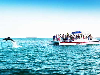 Key Werst Dolphin Watch Snorkel Key West Dolphin Watch Snorkel